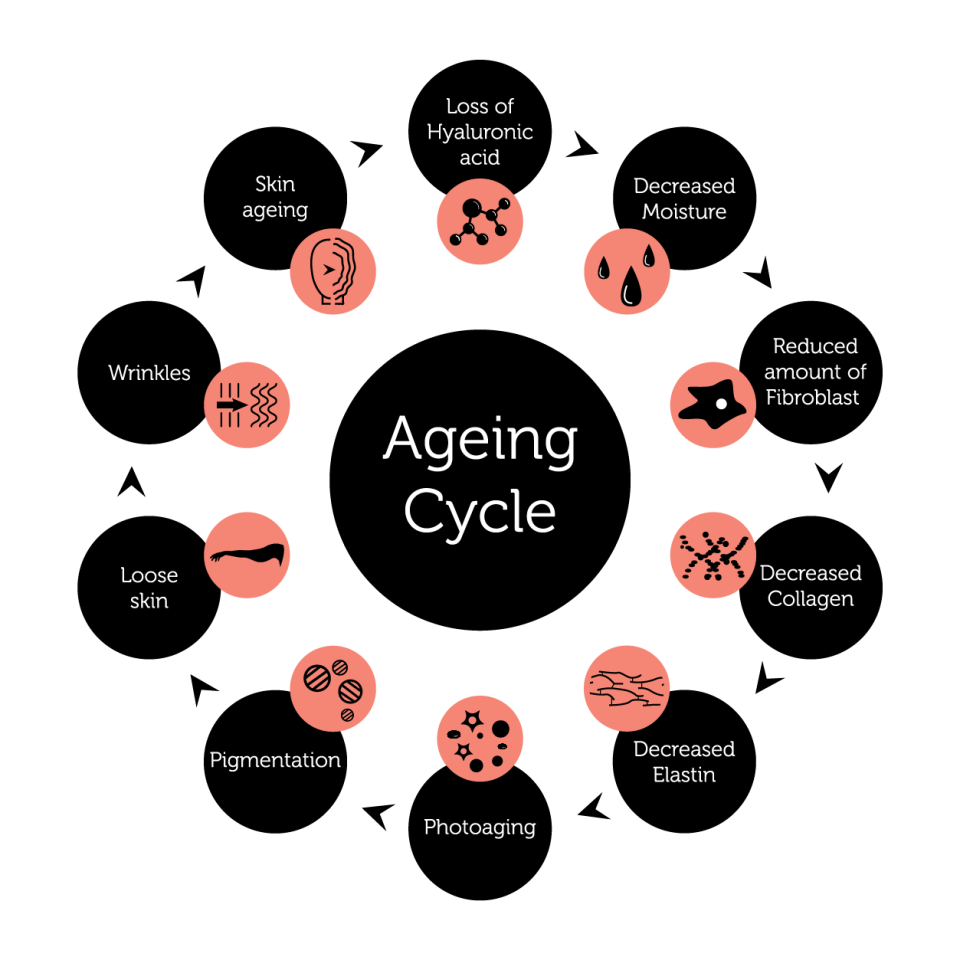 Ageing Cycle 01 1